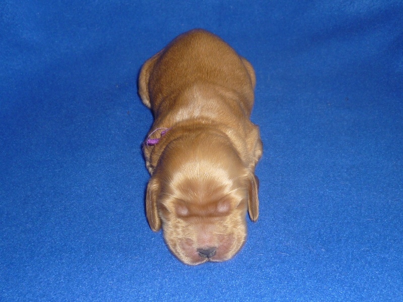 4. pejsek - fialová.JPG